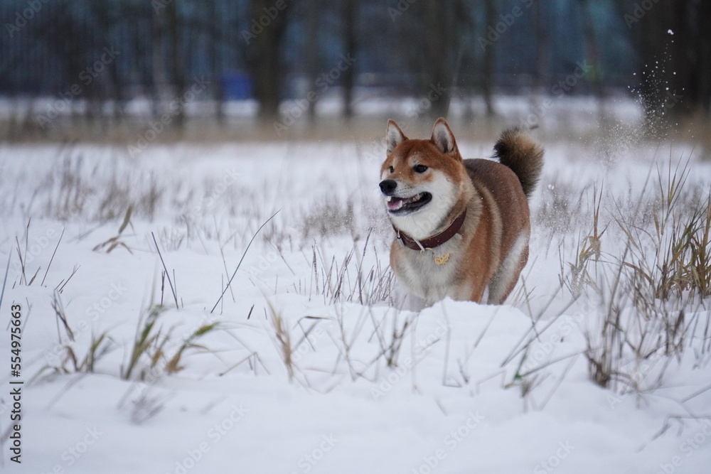 Shiba Inu dog running in the snow