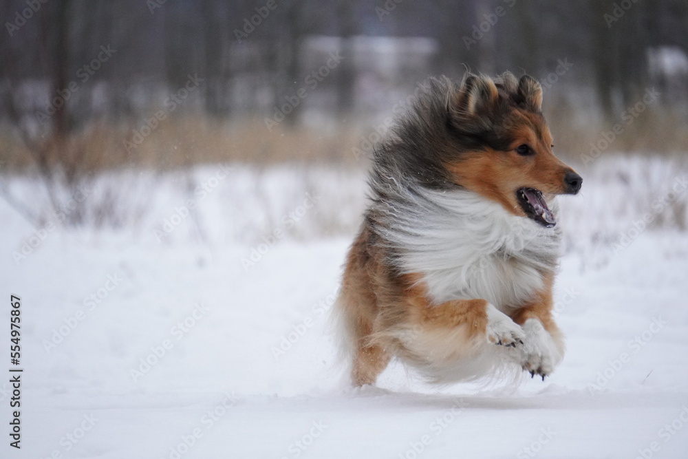 sheltie dog running in the snow sheltie dog running in the snow