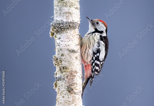 Middle spotted wodpecker ( Dendrocoptes medius ) photo