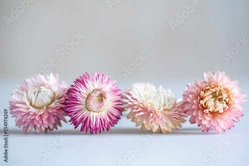 Four pink dried straw flowers in a row.