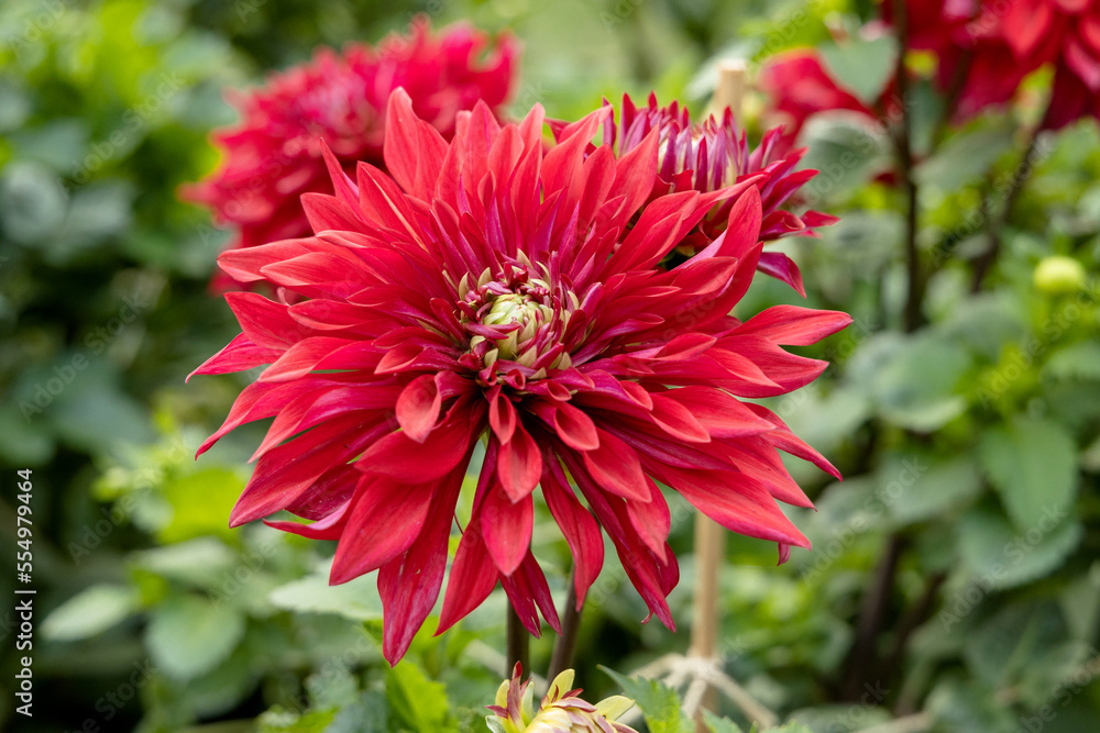 Beautiful red dahlia in the garden. Dahlia flowers Beautiful red dahlia in the garden. Dahlia flowers