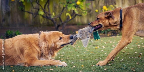 dog playing tug of war photo