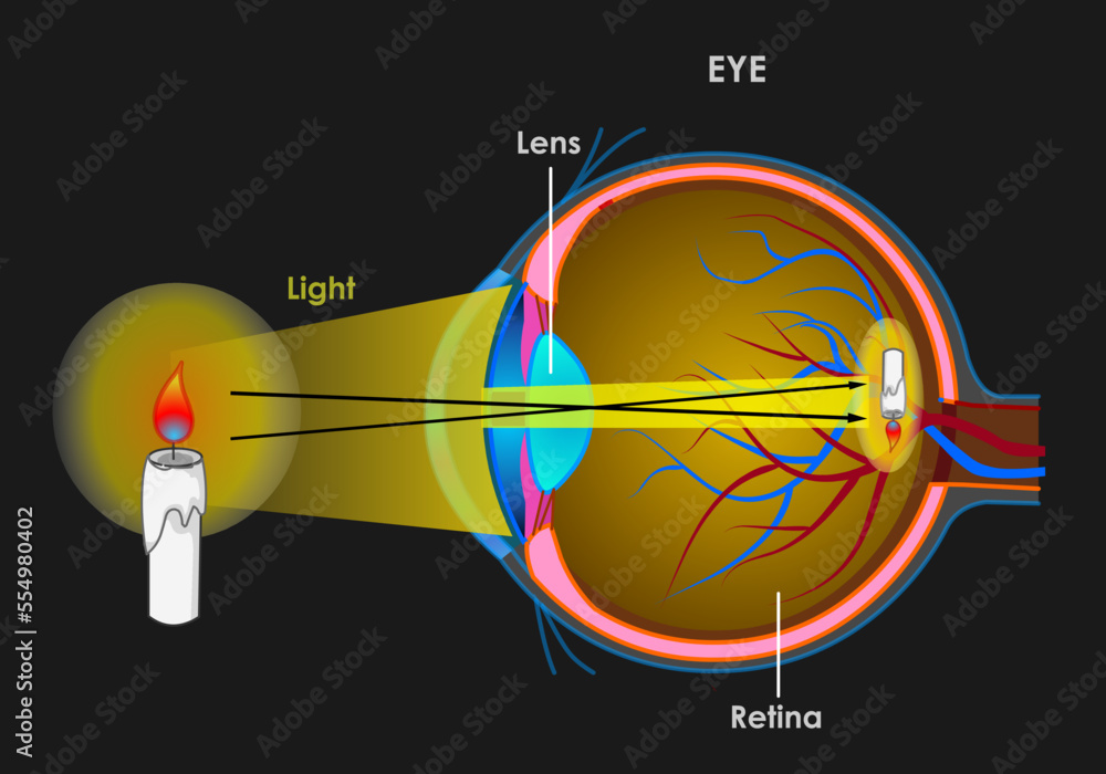 The Structures Of The Eye Include The Cornea Iris Pup - vrogue.co