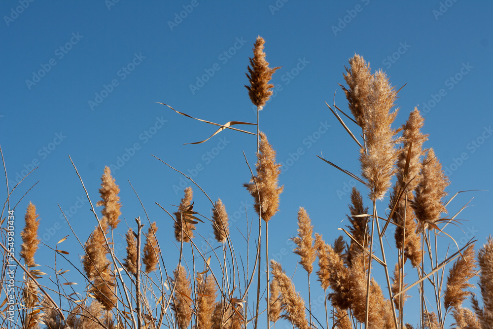 Fototapeta premium shaggy grass against the blue sky