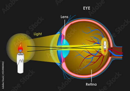 Human eye see. Anatomy, structure. Parts, retina, optic nerve, include, cornea, iris, pupil, macula. Candle light reaches the brain from the eye, cross section. Dark, black back. Illustration vector