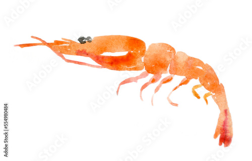 Watercolor  shrimp. Hand-drawn illustration isolated on the white background