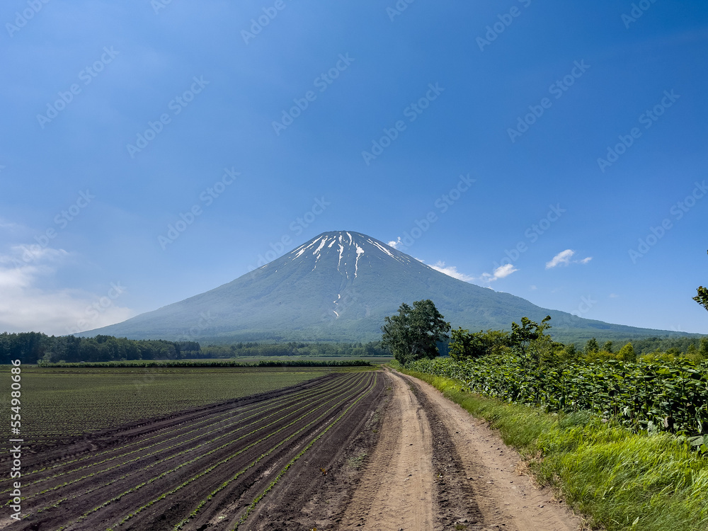 Mount Yotei and spring wheat field