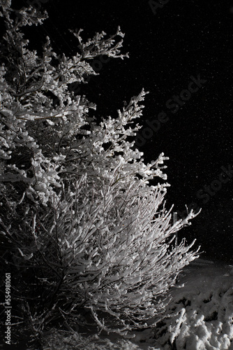 Snow Covered Tree at Night with Flash