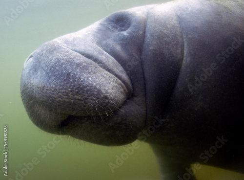 West Indian Manatee (Trichechus manatus) in Crystal River, Florida, USA