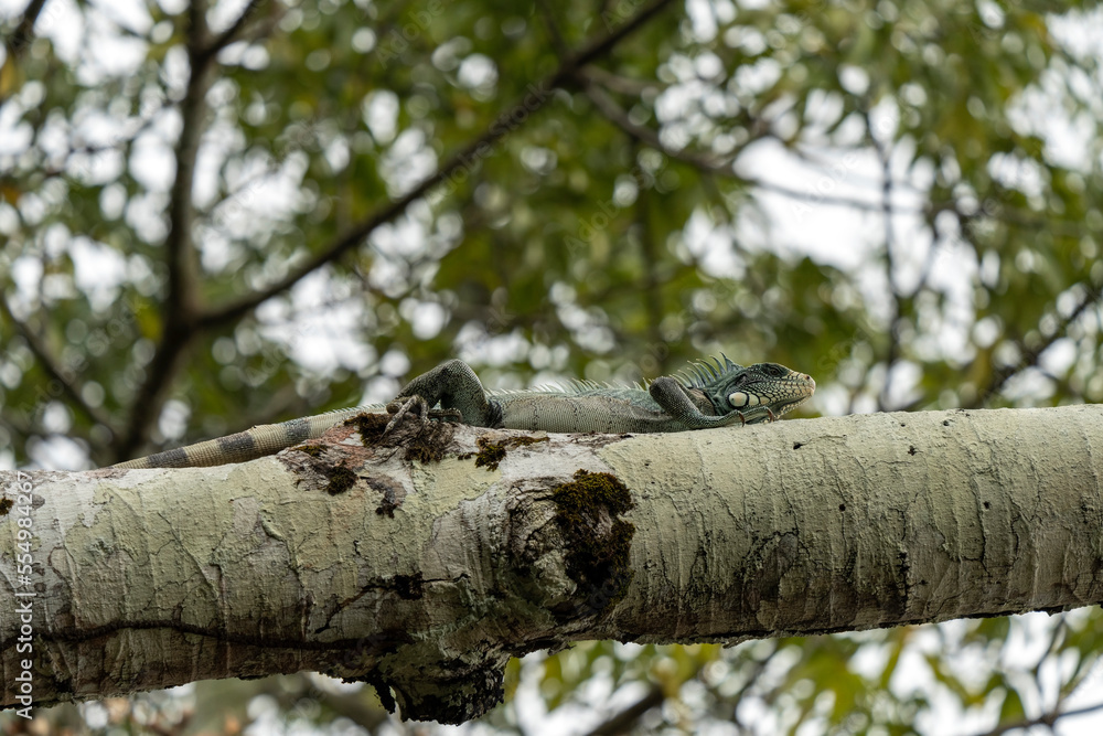 Green iguana (Iguana iguana) in Colombia Green iguana (Iguana iguana) in Colombia