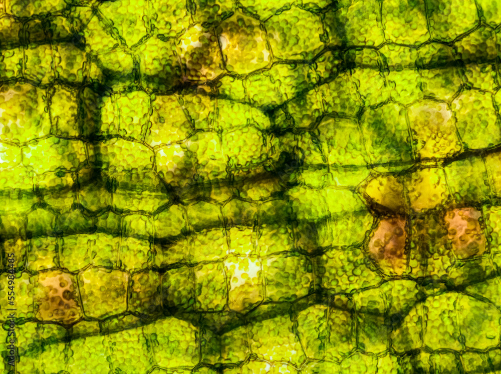 aquatic plant (Vallisneria gigantea) under the microscope showing