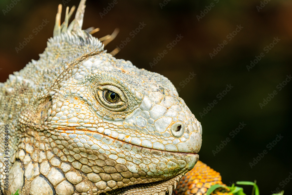 Green iguana (Iguana iguana) in Colombia Green iguana (Iguana iguana) in Colombia