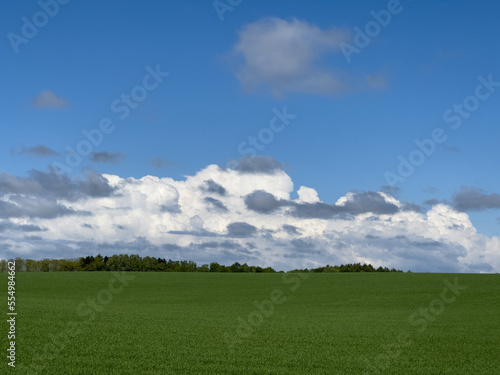 A vast spring pasture and a clear sky
