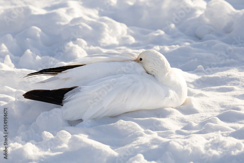 High angle side view of snow goose lying down in fresh snow resting with its head tucked, Cap-Rouge area, Quebec City, Quebec, Canada