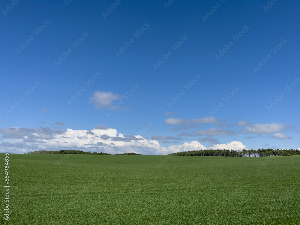 Fototapeta premium A vast spring pasture and a clear sky