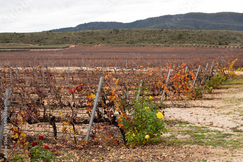 Autumn vineyard field after harvest against the backdrop of hills in Villena, Spain photo