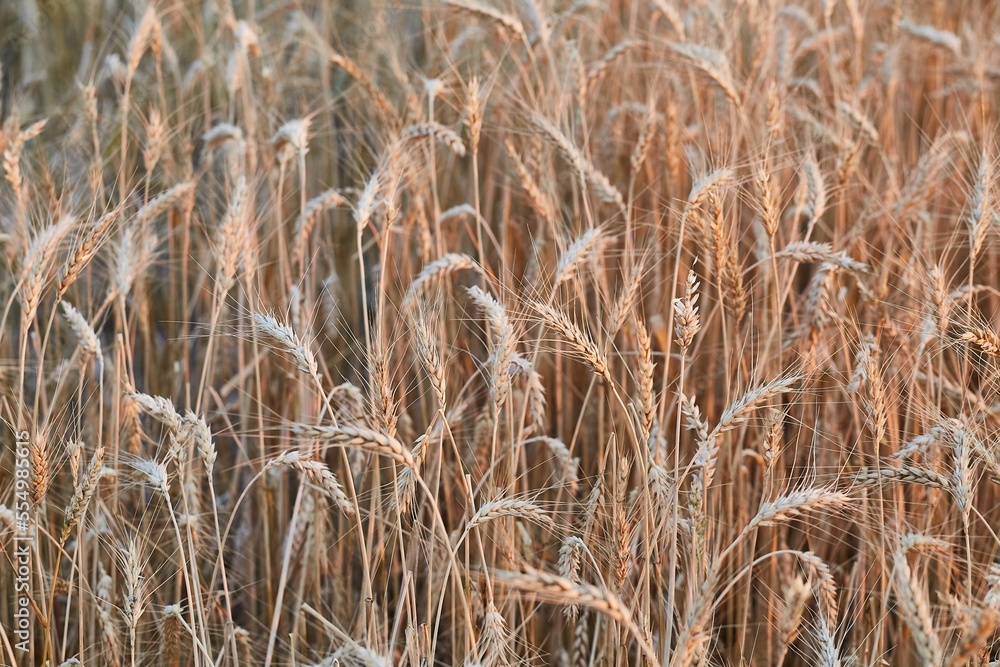 Fototapeta premium Wheat field detail