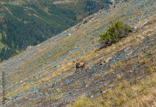 A lonely chamois stands alone in a scree field