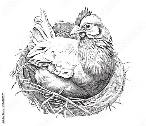 Hen sitting in the nest sketch hand drawn in graphic style Vector illustration.