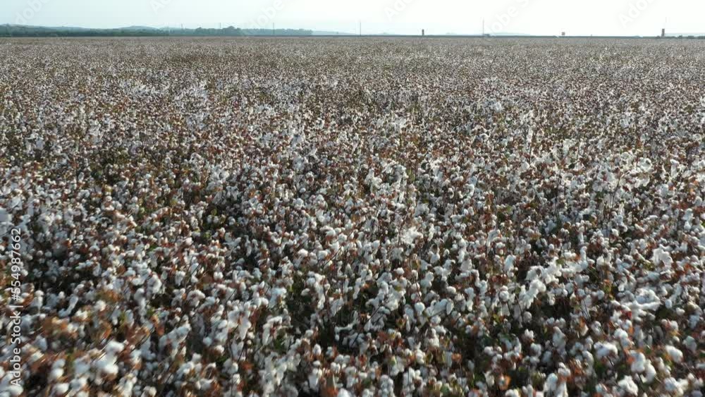 ripe cotton field ready to harvested in the western part of the lower Galilee in Israel
ripe cotton field ready to harvested in the western part of the lower Galilee in Israel