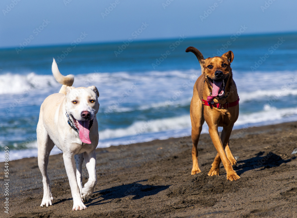 dog on the beach