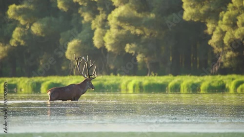Red deer crossing the river in the morning sun