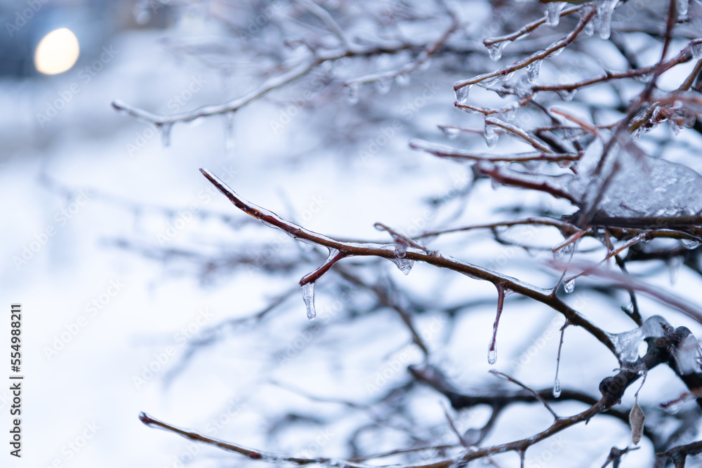 winter nature with icy plant, copy space. winter icy nature. beauty of winter nature. icy twigs