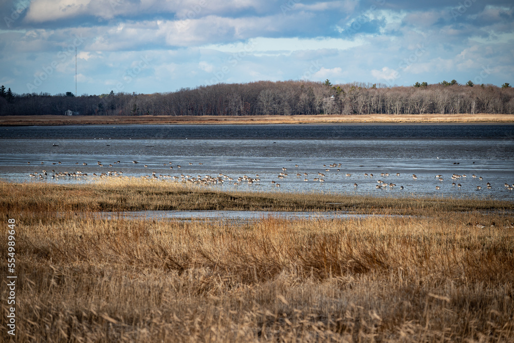 Geese in the Merrimack River, Newburyport Ma. 