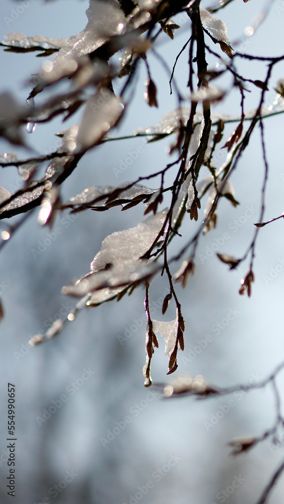 isolated snow covered branches of a tree in winter as mobile wallpaper background, vertical phone wallpaper in natural style, winter wallpaper, space for text