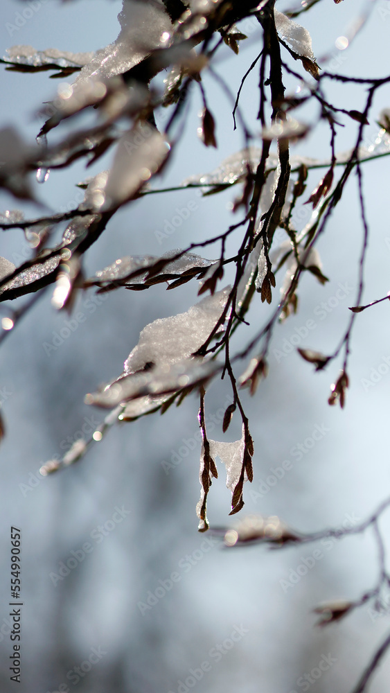 isolated snow covered branches of a tree in winter as mobile wallpaper background, vertical phone wallpaper in natural style, winter wallpaper, space for text isolated snow covered branches of a tree in winter as mobile wallpaper background, vertical phone wallpaper in natural style, winter wallpaper, space for text