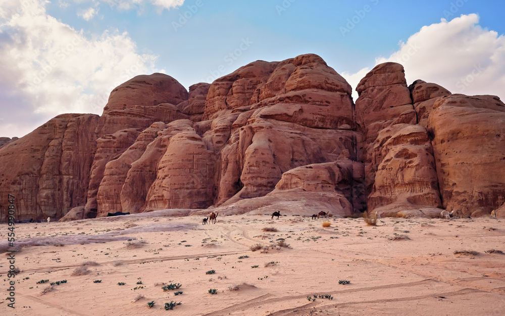 Group of camels walking in orange red sand of Wadi Rum desert, tall rocky mountains background Group of camels walking in orange red sand of Wadi Rum desert, tall rocky mountains background