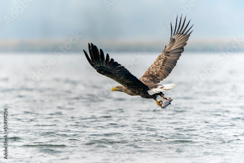 white tailed eagle (Haliaeetus albicilla) taking a fish out of the water of the oder delta in Poland, europe. Polish Eagle. National Bird Poland. 
