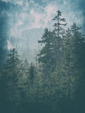 Dark spooky forest with smoking fog, analogue vintage toning