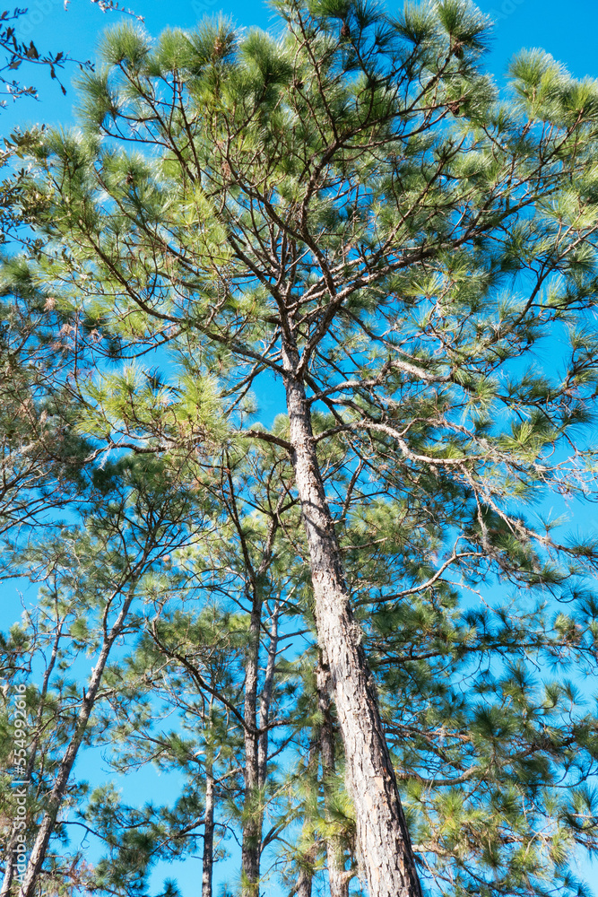 Fototapeta premium Beautiful pine tree leaf change color in autumn