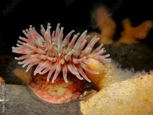 Urticina eques - Sea anemone  photo