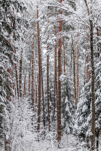 Snowy winter forest. Trees and bushes covered with snow