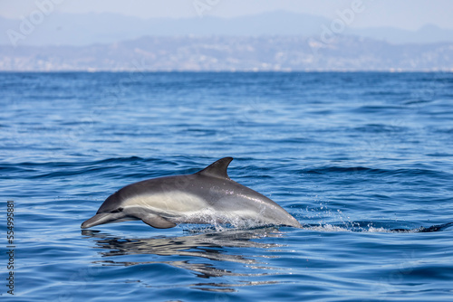 dolphin jumping out of water © FPLV