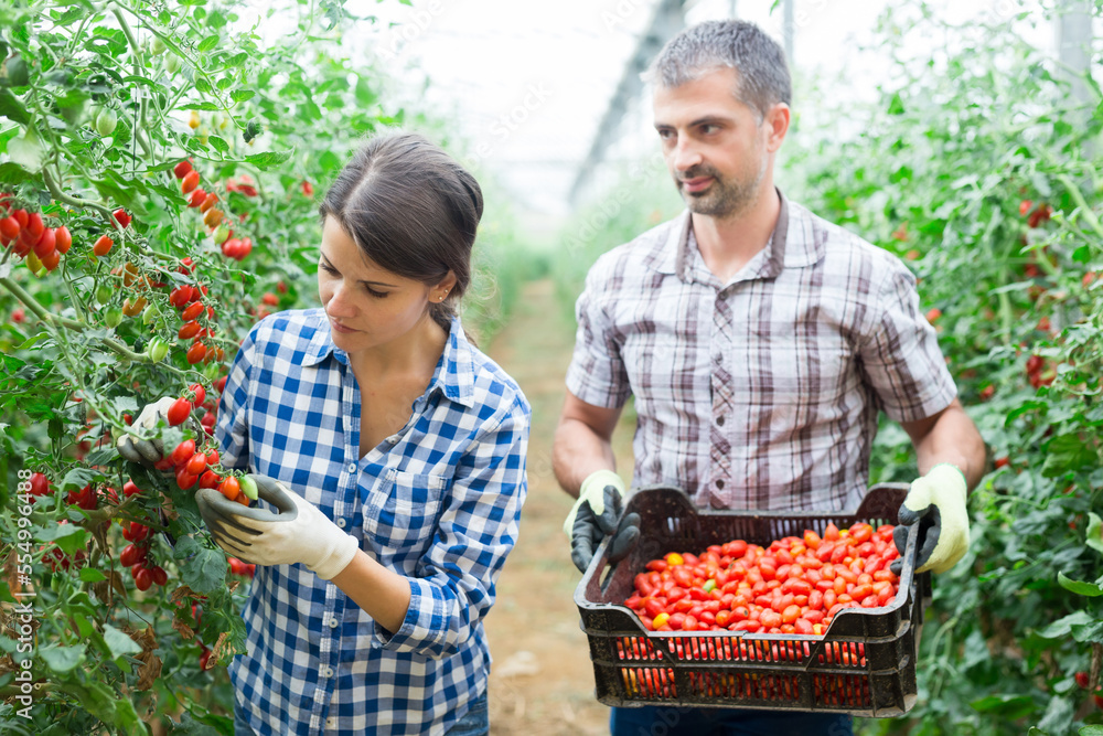 Fototapeta premium Successful farm family engaged in growing of organic vegetables in hothouse, gathering crop of cherry tomatoes in summertime