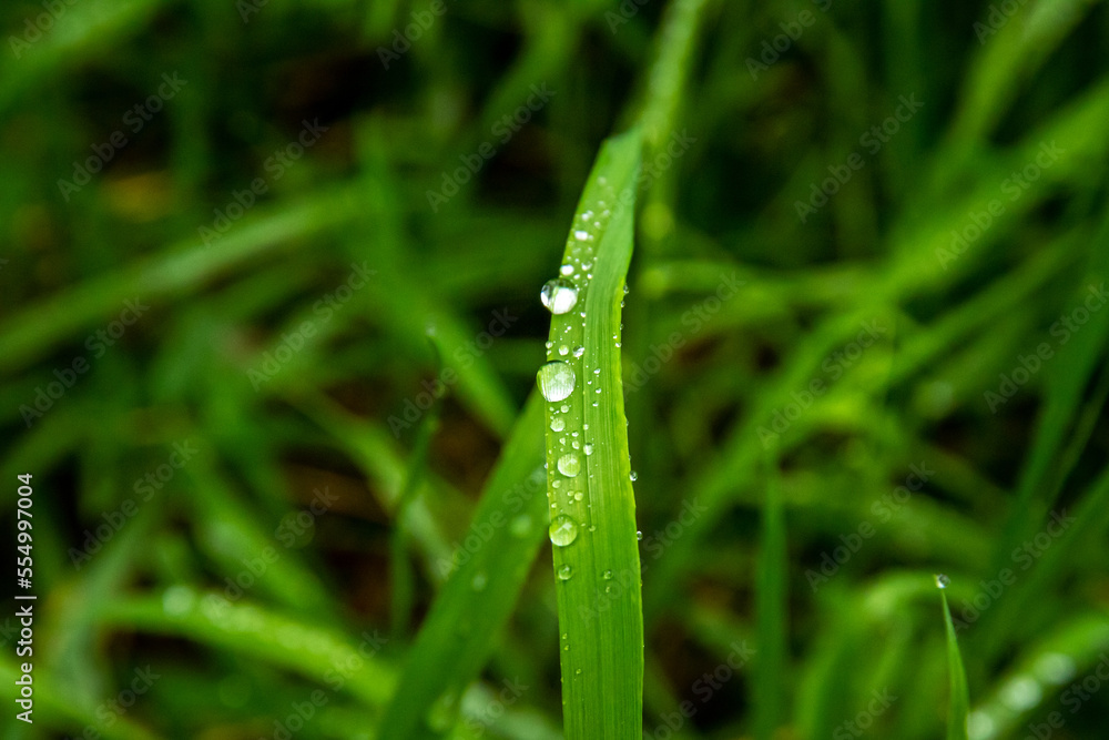 Close up of water droplets on green grass Close up of water droplets on green grass