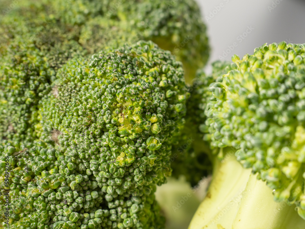 Broccoli on a white background. Head of broccoli. Broccoli on a white background. Head of broccoli.