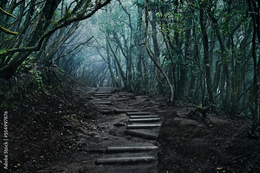 rainforest anaga mountains tenerife north, canary islands rainforest anaga mountains tenerife north, canary islands