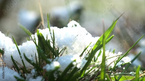 Lush green grass with white snow on leaves in park. Nature wakes up after winter. Foliage grows in early spring on blurred background macro