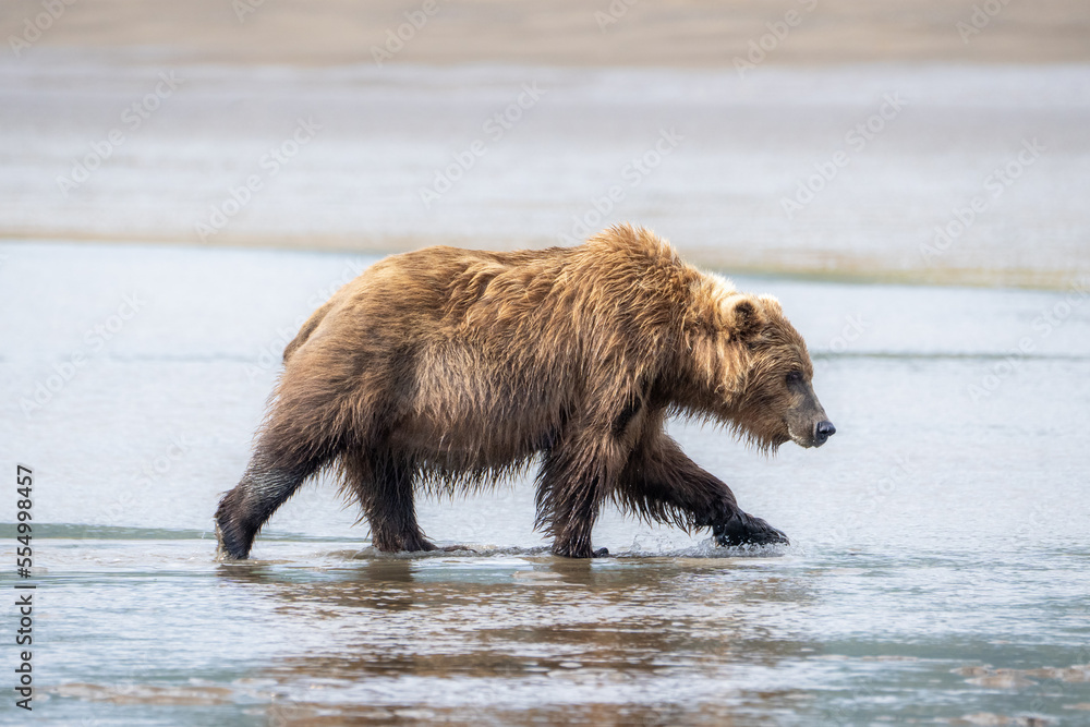 Fototapeta premium Grizzly bear running on sandy beach near ocean in Alaska