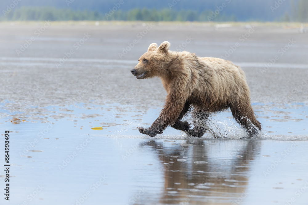 Obraz premium Grizzly bear running on sandy beach near ocean in Alaska