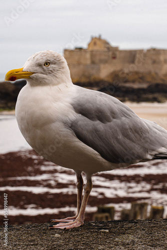 Seagull saint malo