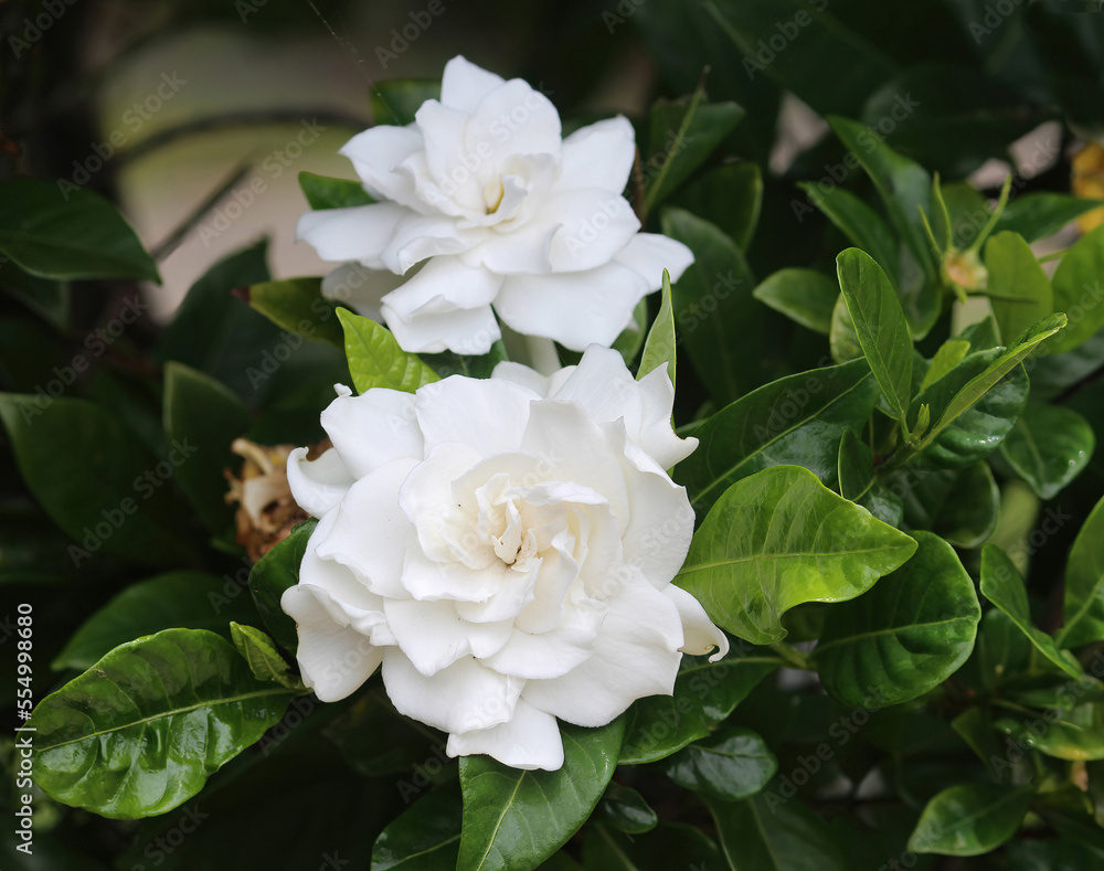 White flowers of a Gardenia jasminoides plant growing in a garden White flowers of a Gardenia jasminoides plant growing in a garden