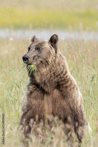 Grizzly bear walking and eating grass in Alaska