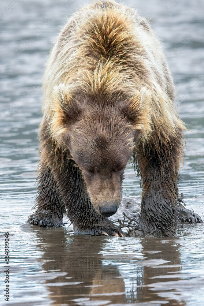 Fototapeta premium Grizzly bear on sandy beach near ocean in Alaska digging for clams in the sand.