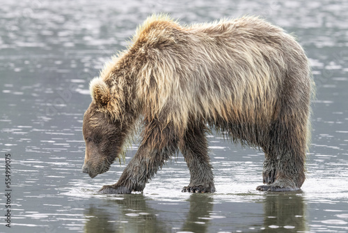 Grizzly bear on sandy beach near ocean in Alaska digging for clams in the sand.