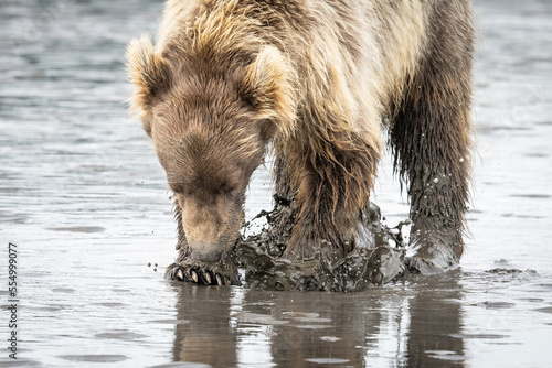 Grizzly bear on sandy beach near ocean in Alaska digging for clams in the sand.